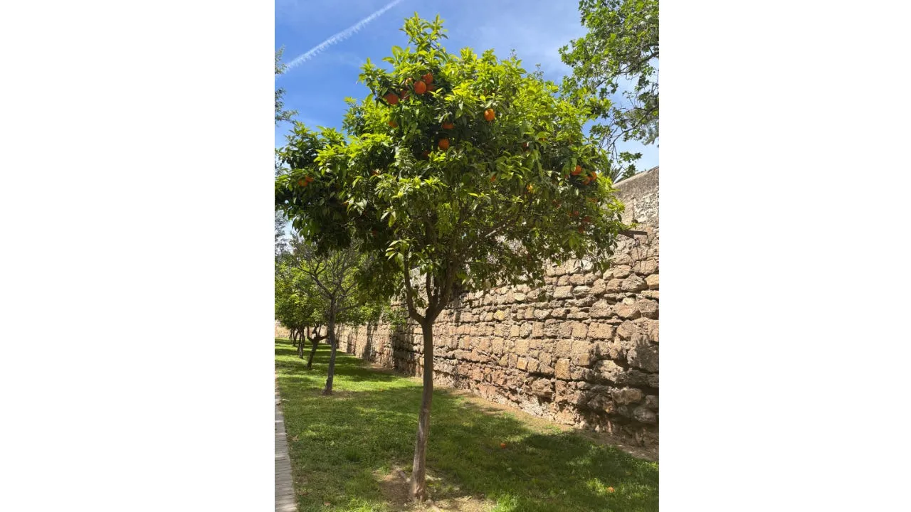 An orange tree beside an old stone wall in the Turia Gardens
