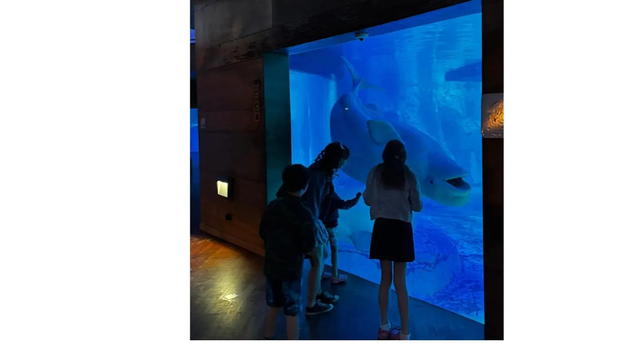 The kids watching the beluga whales through the glass at the Oceanogràfic
